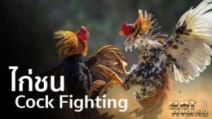 slot-fever-cock-fight ไก่ชน